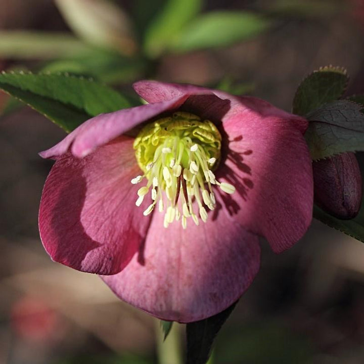 Helleborus orientalis 'Brandywine' ~ Brandywine™ Lenten Rose-ServeScape