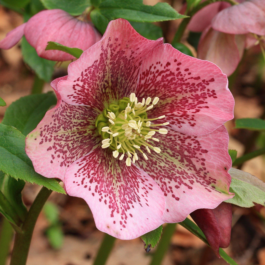 Helleborus orientalis 'Brandywine' ~ Brandywine™ Lenten Rose - Delivered By ServeScape