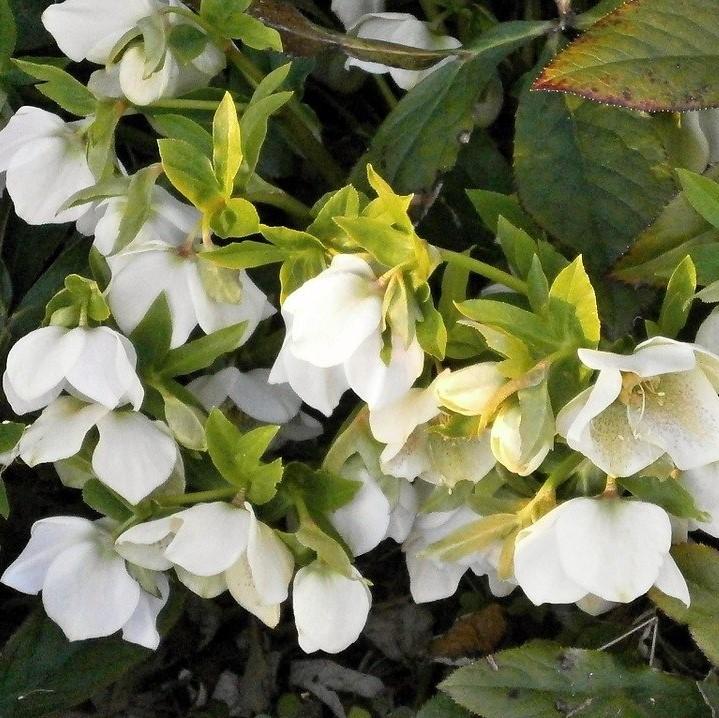 Helleborus x 'White Pearl' ~ Winter Jewels® White Pearl Lenten Rose-ServeScape