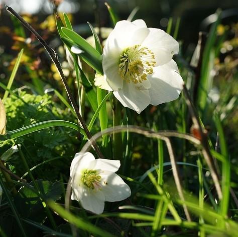 Helleborus x 'White Pearl' ~ Winter Jewels® White Pearl Lenten Rose-ServeScape
