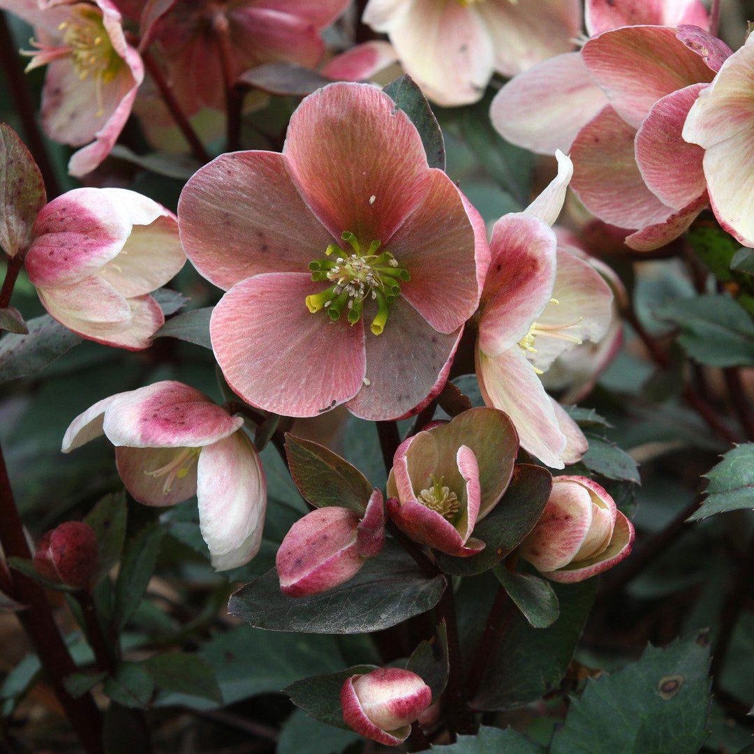 Helleborus x ballardiae 'COSEH 710' ~ Gold Collection® Pink Frost Lenten Rose-ServeScape