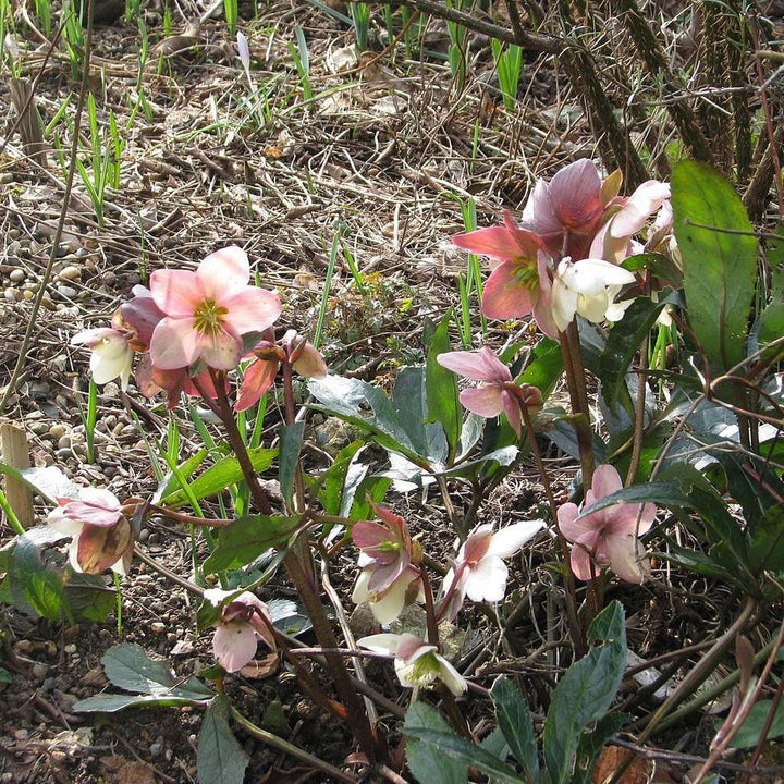 Helleborus x ballardiae 'COSEH 710' ~ Gold Collection® Pink Frost Lenten Rose - Delivered By ServeScape
