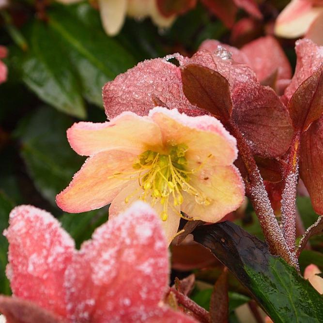 Helleborus x ballardiae 'Coseh 930' ~ HGC® Mahogany Snow Lenten Rose - Delivered By ServeScape