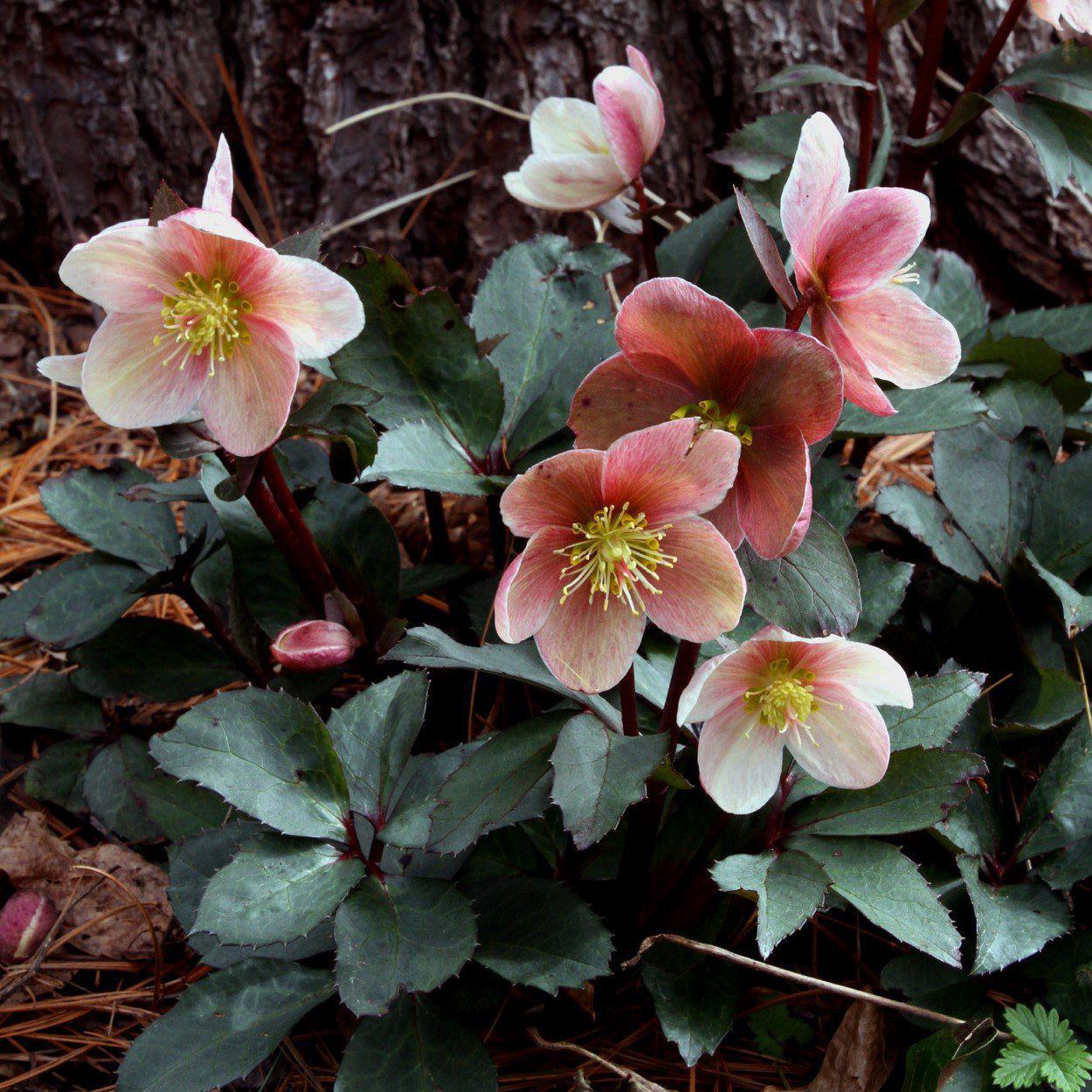 Helleborus x ballardiae 'Coseh 930' ~ HGC® Mahogany Snow Lenten Rose-ServeScape
