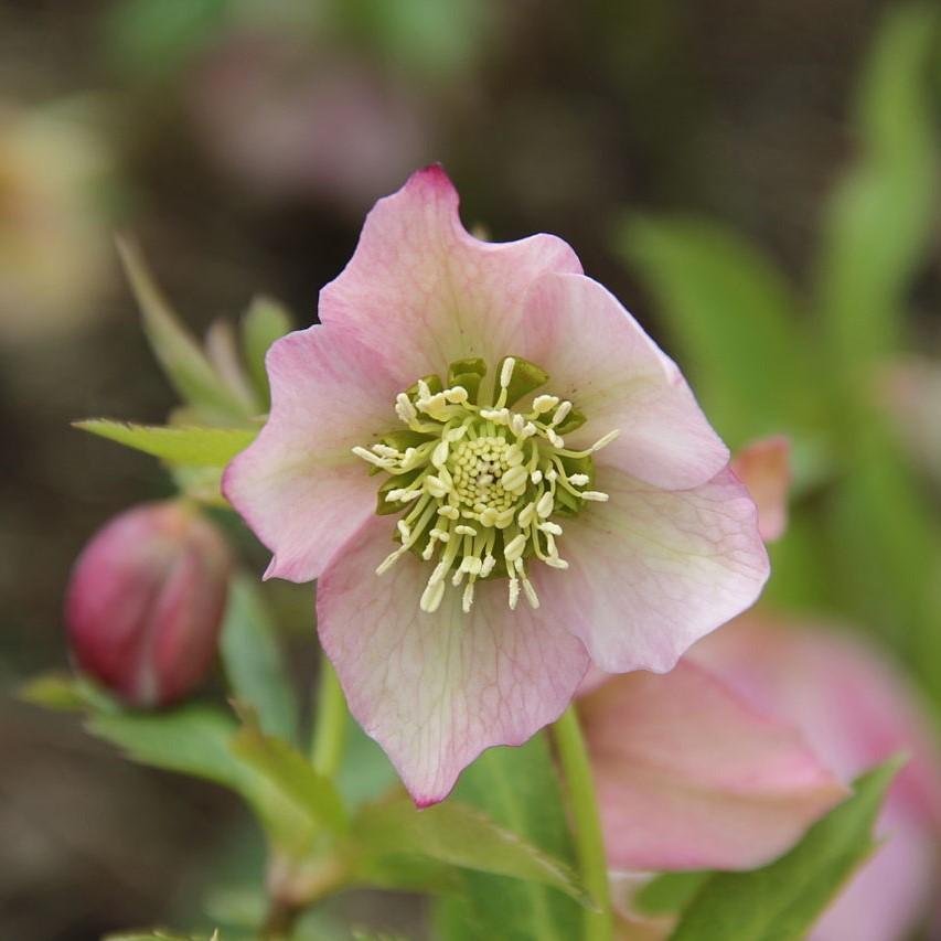 Helleborus x glandorfensis 'Coseh4200' ~ Gold® Ice N Roses Lenten Rose - Rose - Delivered By ServeScape