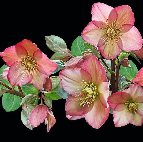 Helleborus x glandorfensis 'Ice N' Roses Pink' ~ Gold® Ice N' Roses Pink Hellebore-ServeScape