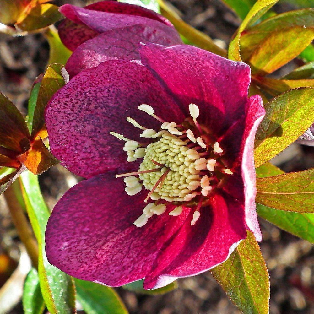 Helleborus x glandorfensis 'Ice N' Roses Red' ~ Gold® Ice N' Roses Red Lenten Rose - Delivered By ServeScape