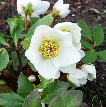 Helleborus x glandorfensis 'Ice N' Roses White' ~ Gold® Ice N' Roses White Lenten Rose-ServeScape