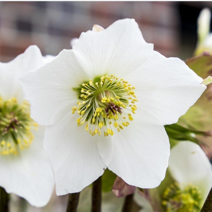 Helleborus x glandorfensis 'Ice N' Roses White' ~ Gold® Ice N' Roses White Lenten Rose - Delivered By ServeScape
