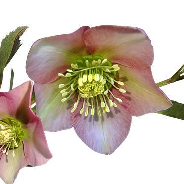 Helleborus x glandorfensis 'Love Bug' ~ HGC® Love Bug Lenten Rose-ServeScape