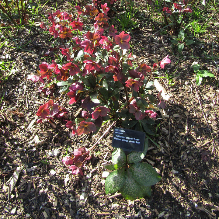 Helleborus x hybridus 'ABCRD02' ~ Frostkiss® Anna's Red Lenten Rose-ServeScape