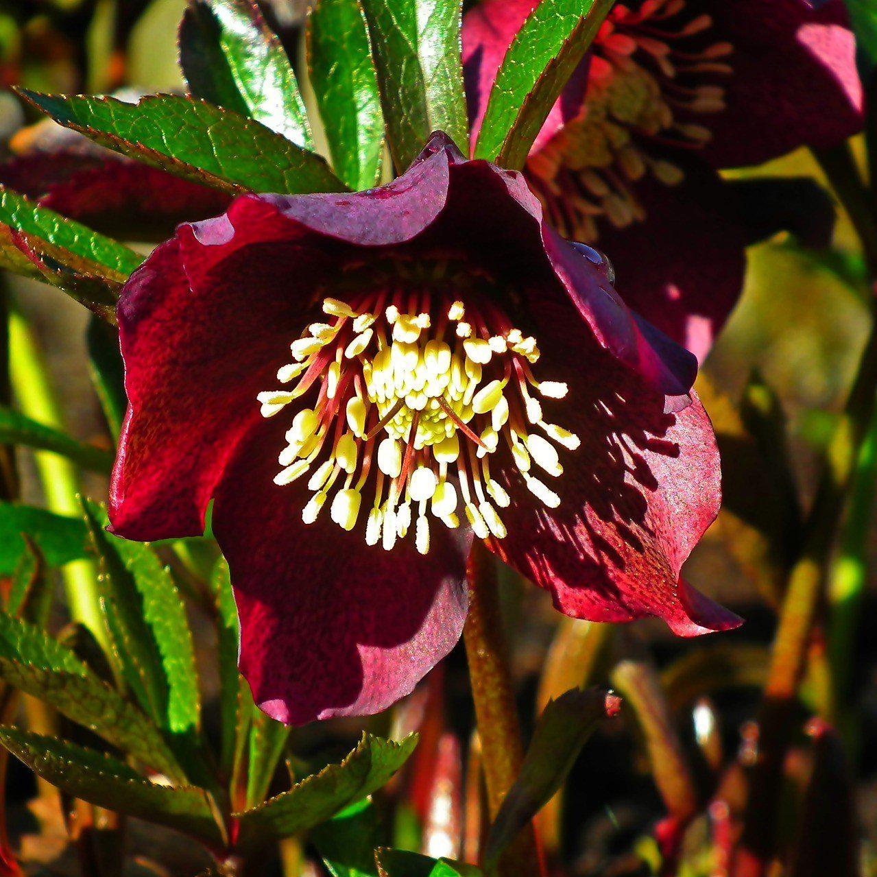 Winter Jewels® Ruby Wine Lenten Rose - Helleborus x hybridus 'Ruby Wine ...