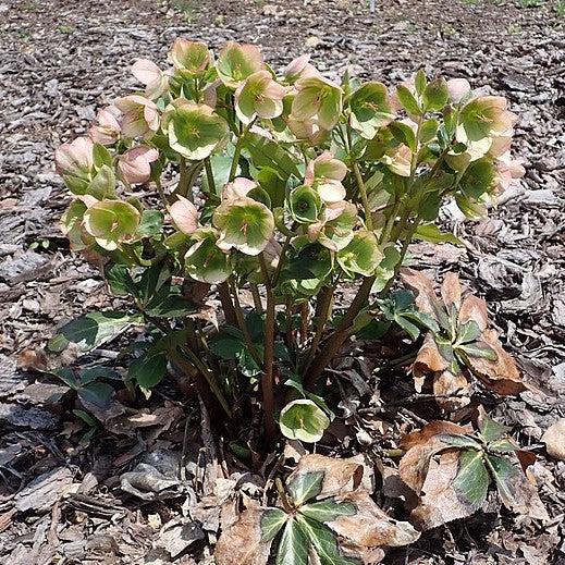 Helleborus x glandorfensis 'Coseh 5000' ~ HGC® Ice N' Roses® Picotee Hellebore-ServeScape