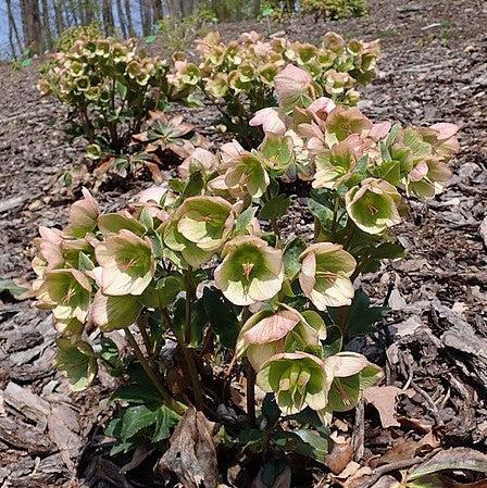 Helleborus x glandorfensis 'Coseh 5000' ~ HGC® Ice N' Roses® Picotee Hellebore-ServeScape