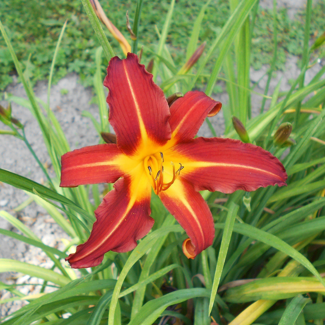 Hemerocallis 'Autumn Red' ~ Autumn Red Daylily - Delivered By ServeScape