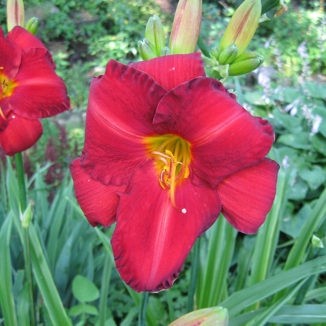 Hemerocallis 'Chicago Apache' ~ Chicago Apache Daylily - Delivered By ServeScape