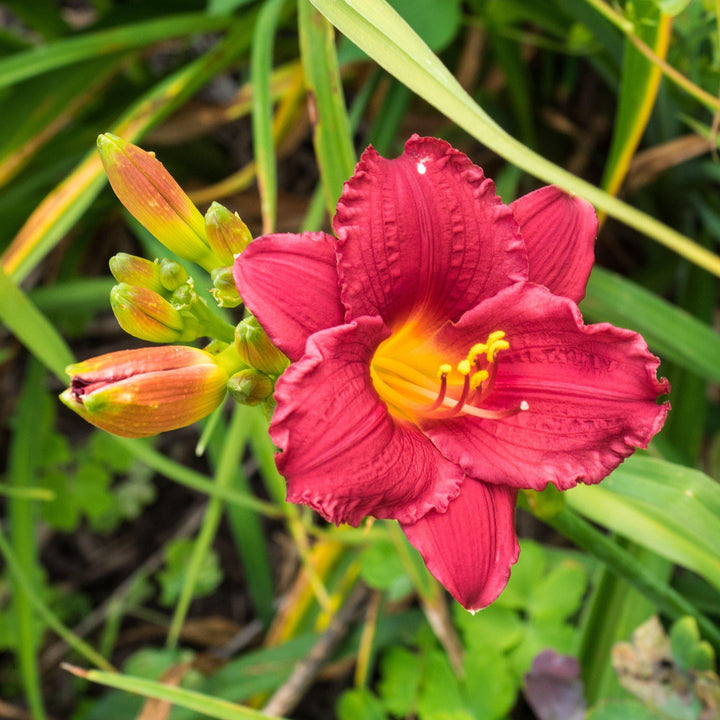 Hemerocallis 'Little Business' ~ Little Business Daylily - Delivered By ServeScape