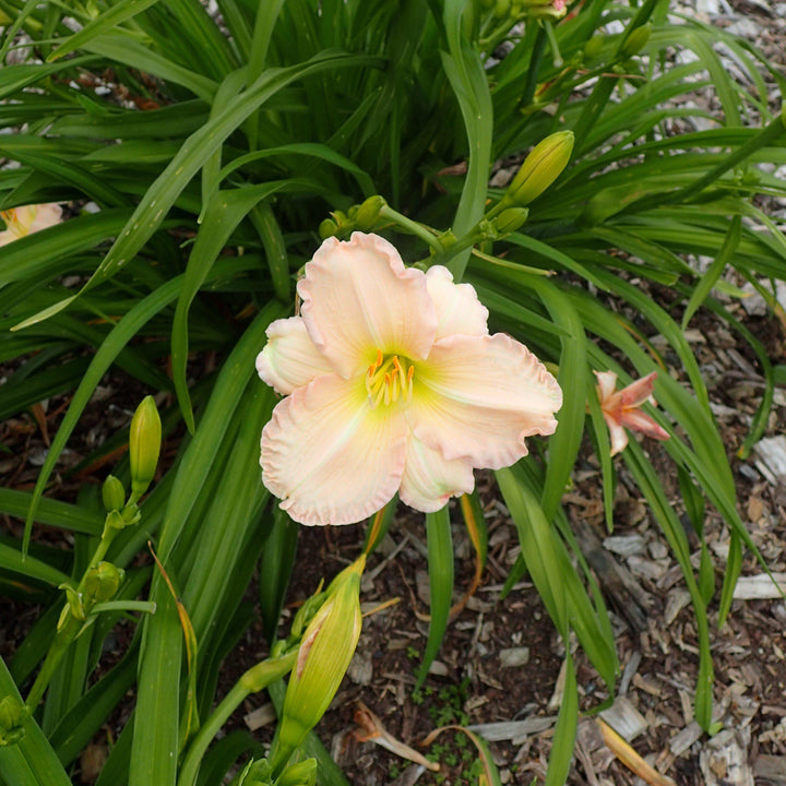 Hemerocallis 'Lullaby Baby' ~ Lullaby Baby Daylily - Delivered By ServeScape