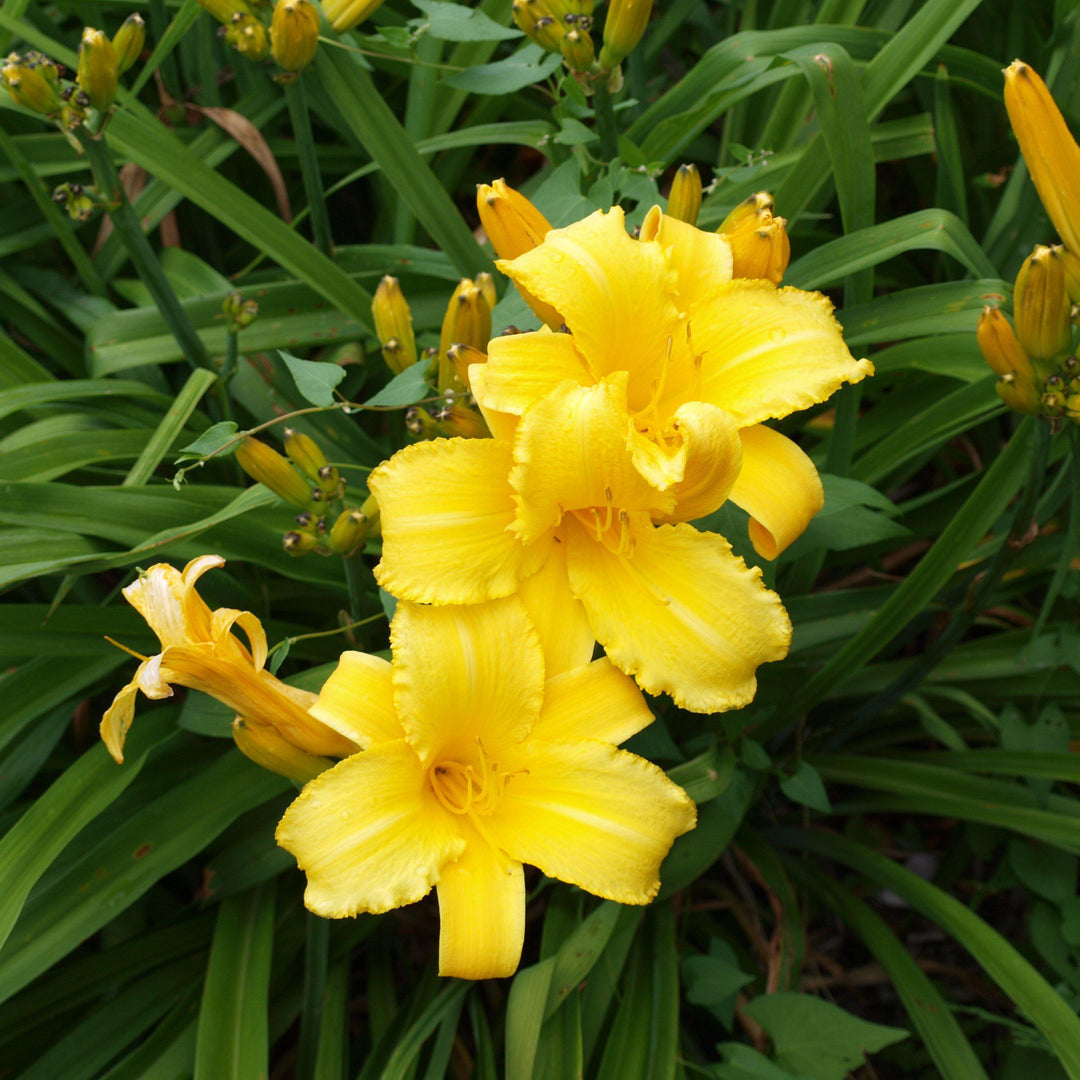 Hemerocallis 'Mary Todd' ~ Mary Todd Daylily - Delivered By ServeScape