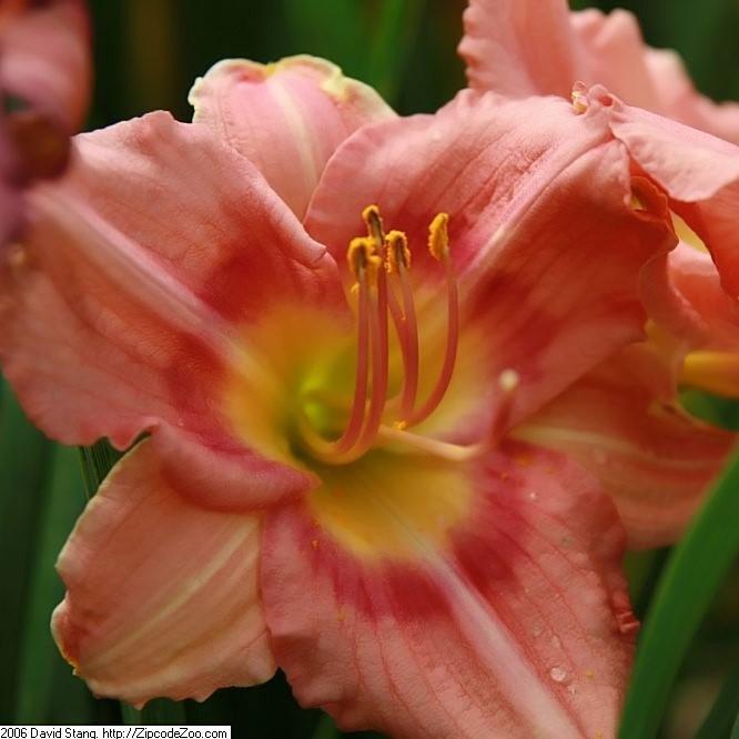 Hemerocallis 'Rosy Returns' ~ Rosy Returns Daylily - Delivered By ServeScape