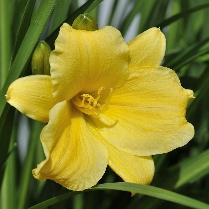 Hemerocallis spp. ~ Daylily, Yellow - Delivered By ServeScape