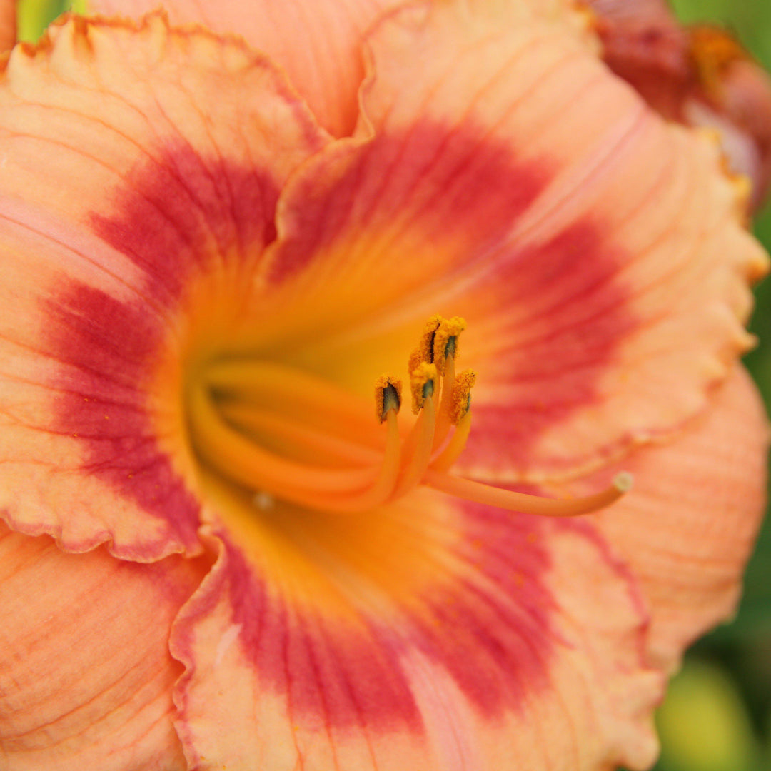 Hemerocallis x 'SPD 06-01' PP23096 ~ Bahama Pink Sky™ Daylily - Delivered By ServeScape