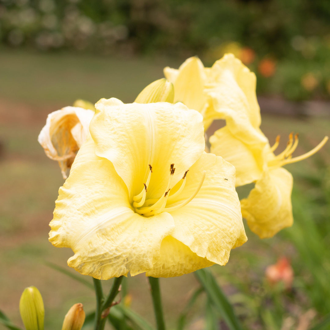 Hemerocallis x 'SPd 06-13' PP23112 ~ Montego Melon™ Daylily - Delivered By ServeScape