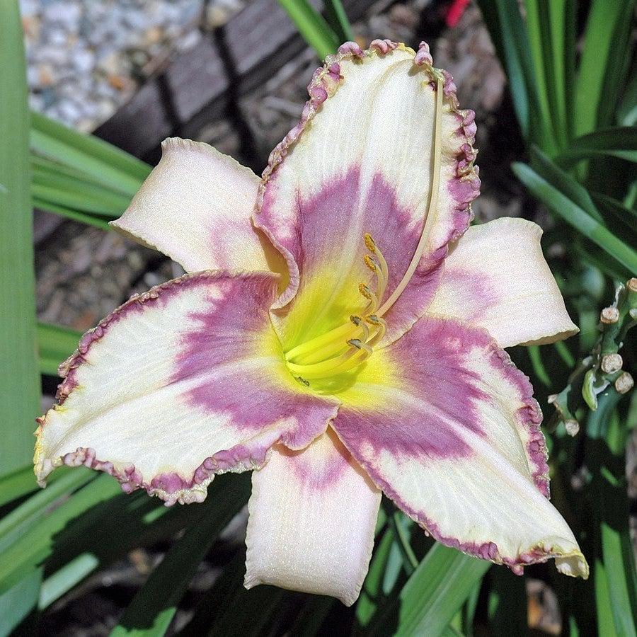 Hemerocallis x 'MON7035' ~ Stormy Skye™ Daylily-ServeScape