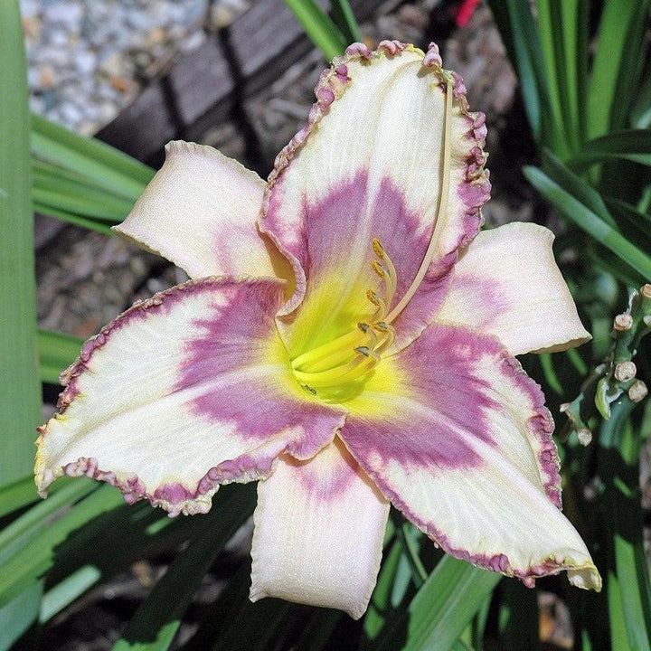 Hemerocallis x 'MON7035' ~ Stormy Skye™ Daylily-ServeScape