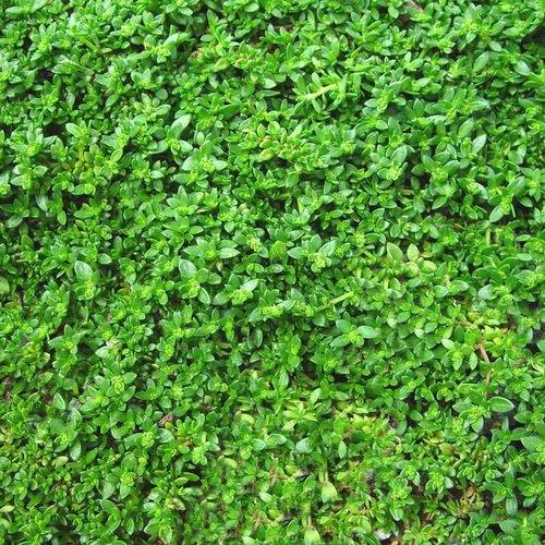 Herniaria glabra ~ Green Carpet, Rupturewort - Delivered By ServeScape