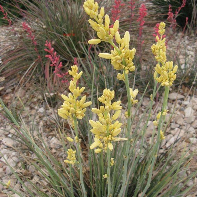 Hesperaloe parviflora 'Yellow' ~ Yellow Hummingbird Yucca-ServeScape