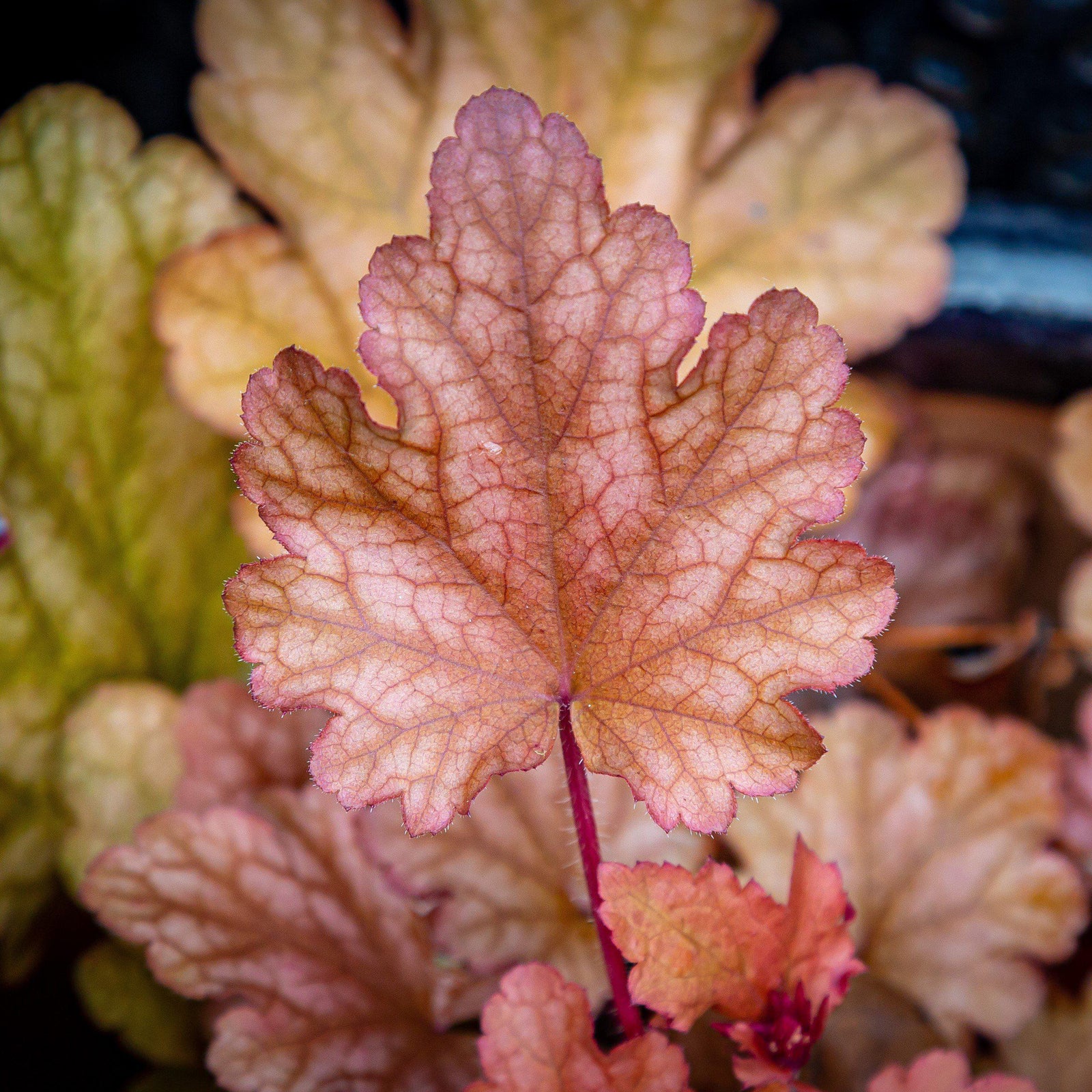 Heuchera 'Carnival Candy Apple' ~ Carnival Candy Apple Coral Bells - Delivered By ServeScape