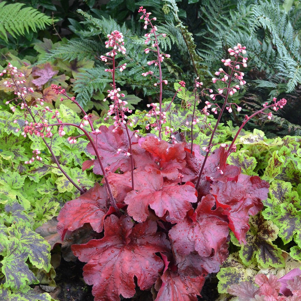 Heuchera x 'Fire Alarm' PP #24,525 ~ Fire Alarm Heuchera-ServeScape