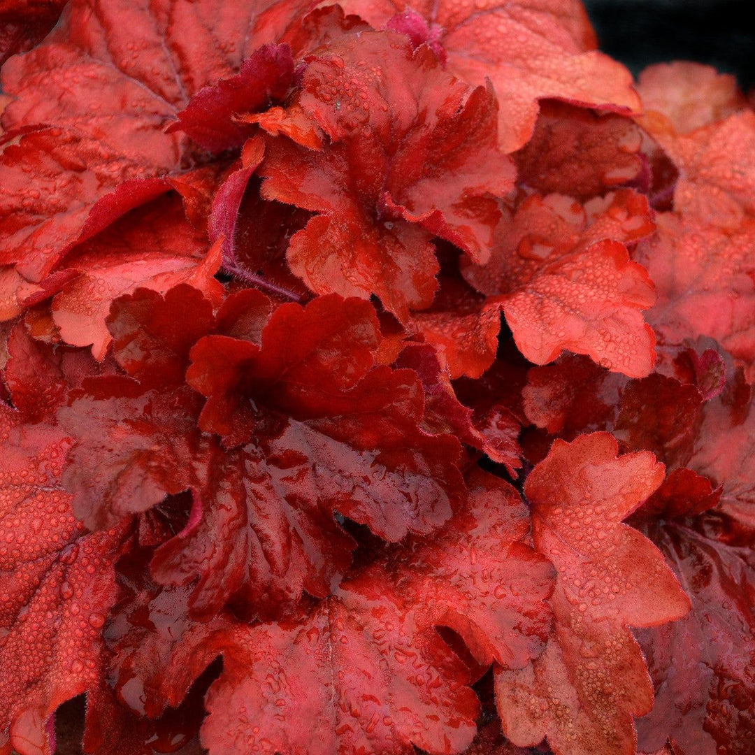 Heuchera x 'Fire Alarm' PP #24,525 ~ Fire Alarm Heuchera-ServeScape