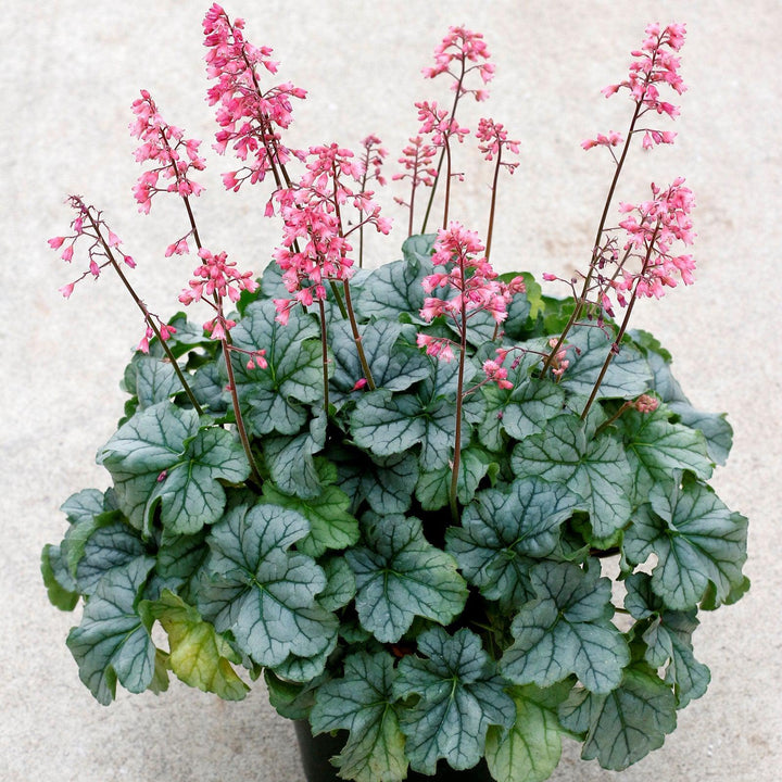 Heuchera x 'TNHEUSHI' ~ Little Cuties™ Shimmer Heuchera-ServeScape