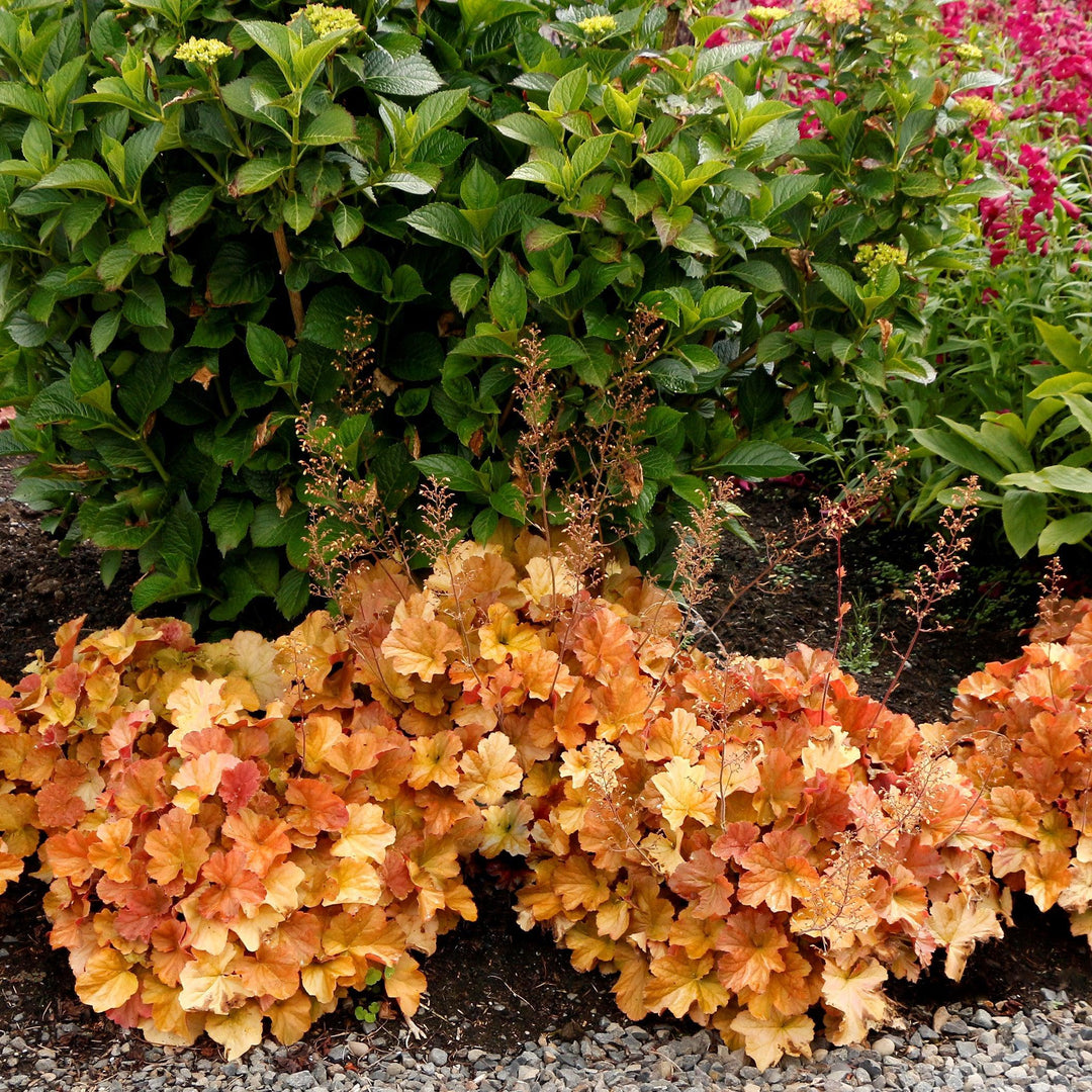 Heuchera x 'TNHEUNEA' PP #29,397 ~ Northern Exposure™ Amber Heuchera-ServeScape