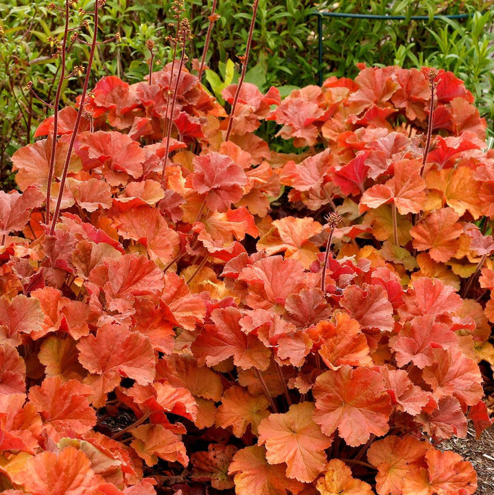 Heuchera x 'TNHEUNEA' PP #29,397 ~ Northern Exposure™ Amber Heuchera-ServeScape