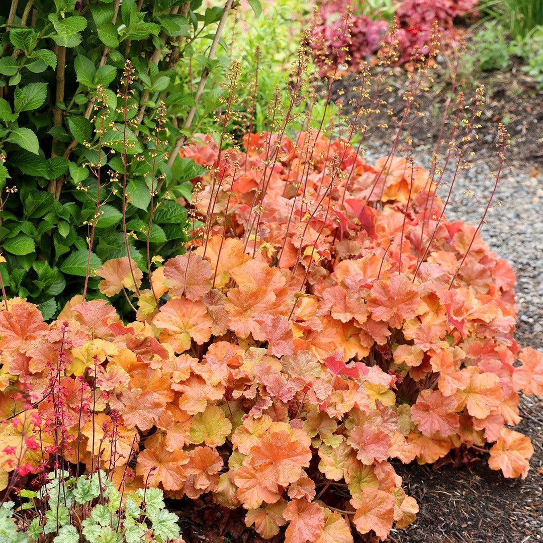 Heuchera x 'TNHEUNEA' PP #29,397 ~ Northern Exposure™ Amber Heuchera-ServeScape