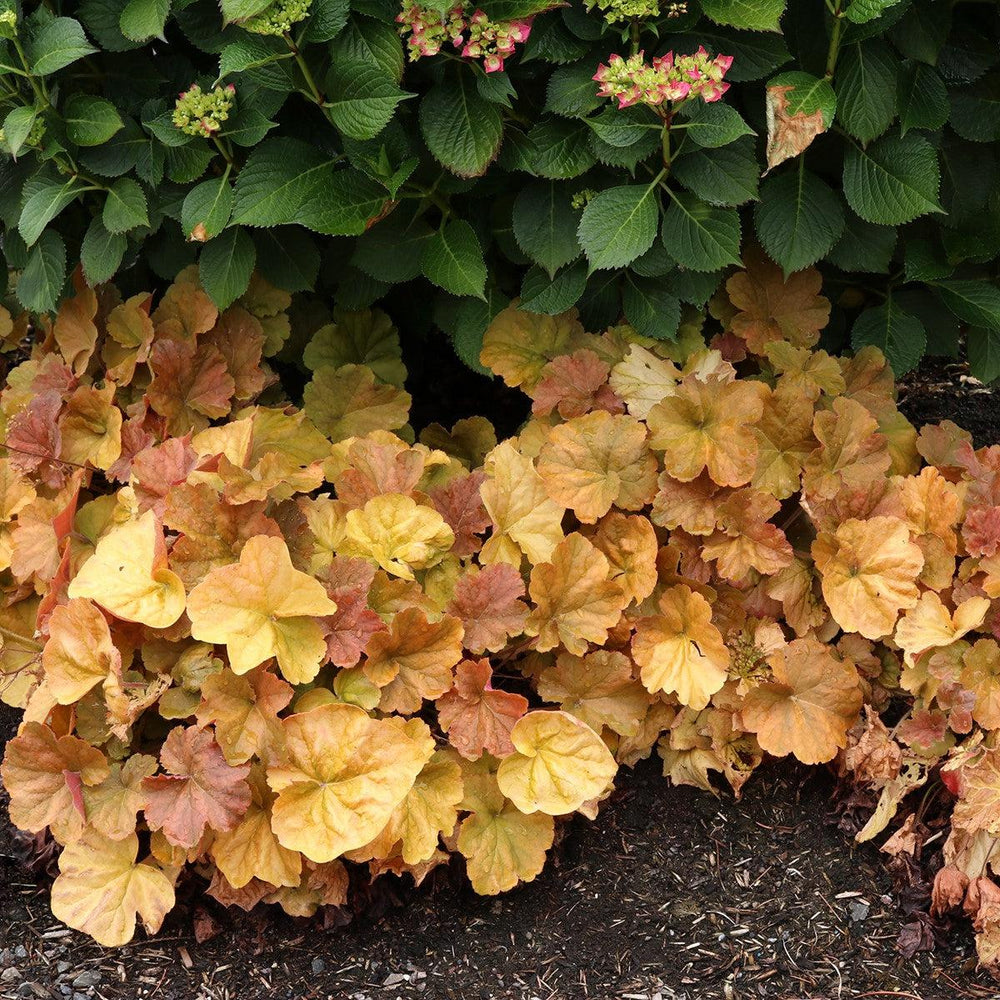 Heuchera x 'TNHEUNEA' PP #29,397 ~ Northern Exposure™ Amber Heuchera-ServeScape