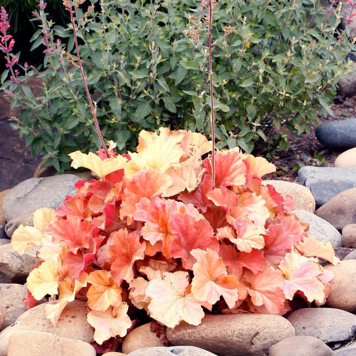 Heuchera x 'TNHEUNEA' PP #29,397 ~ Northern Exposure™ Amber Heuchera-ServeScape