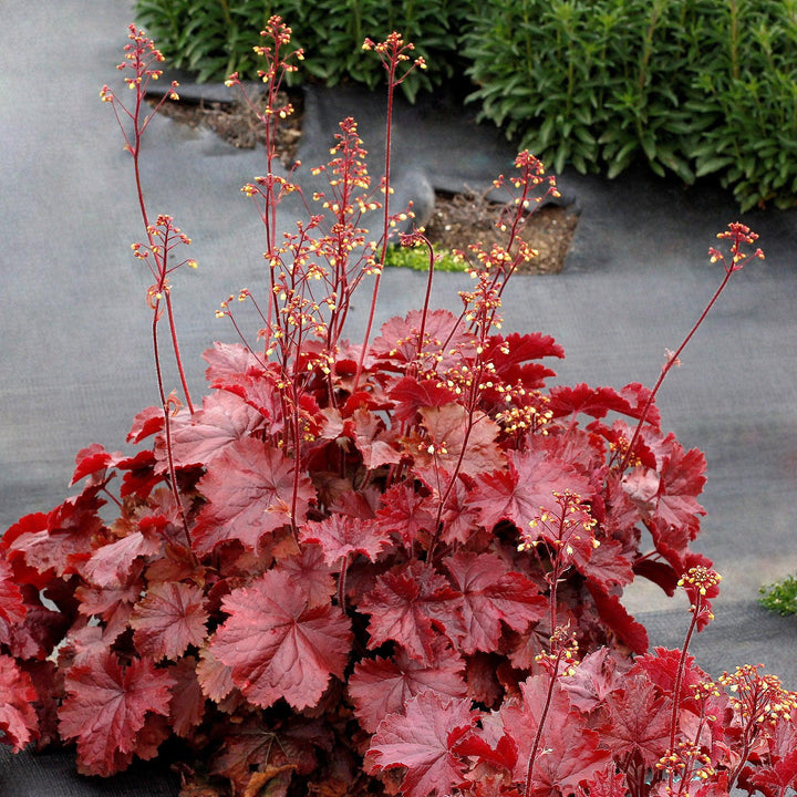 Heuchera x 'TNHEUNER' PP #29,420 ~ Northern Exposure™ Red Heuchera-ServeScape