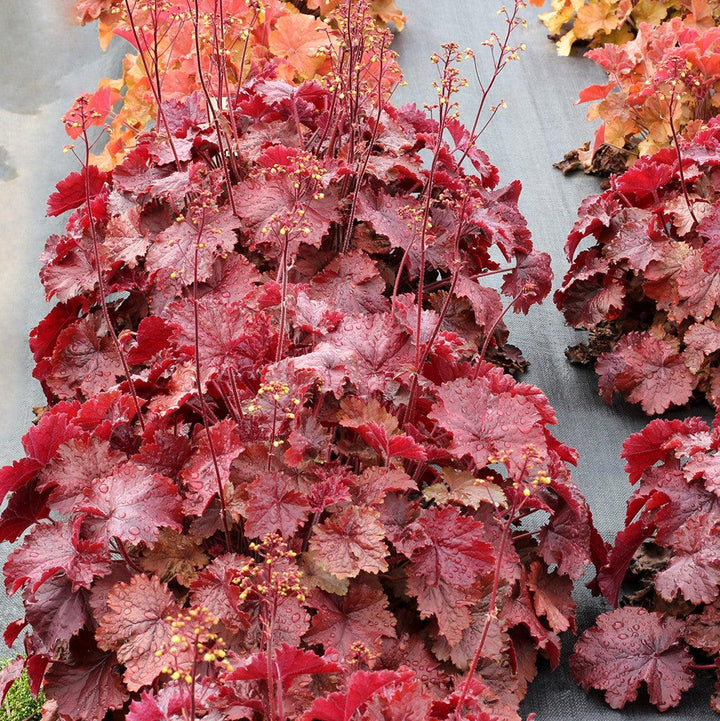 Heuchera x 'TNHEUNER' PP #29,420 ~ Northern Exposure™ Red Heuchera-ServeScape