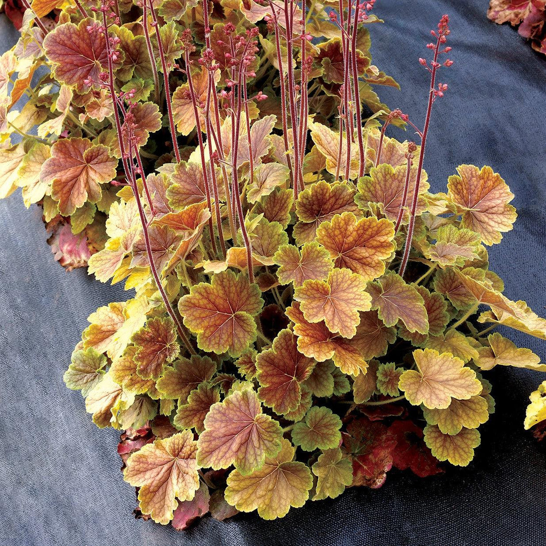 Heuchera x 'TNHEUNESI' ~ Northern Exposure™ Sienna Heuchera-ServeScape
