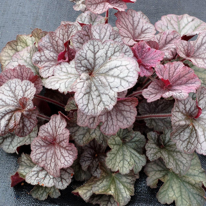 Heuchera x 'TNHEUNES' PP29632 ~ Northern Exposure™ Silver Heuchera-ServeScape