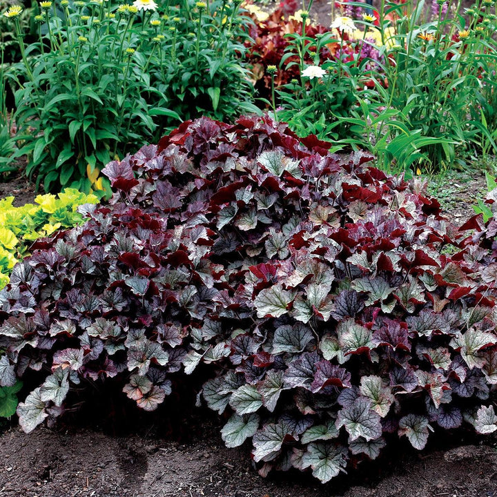 Heuchera x 'TNHEUNES' PP29632 ~ Northern Exposure™ Silver Heuchera-ServeScape