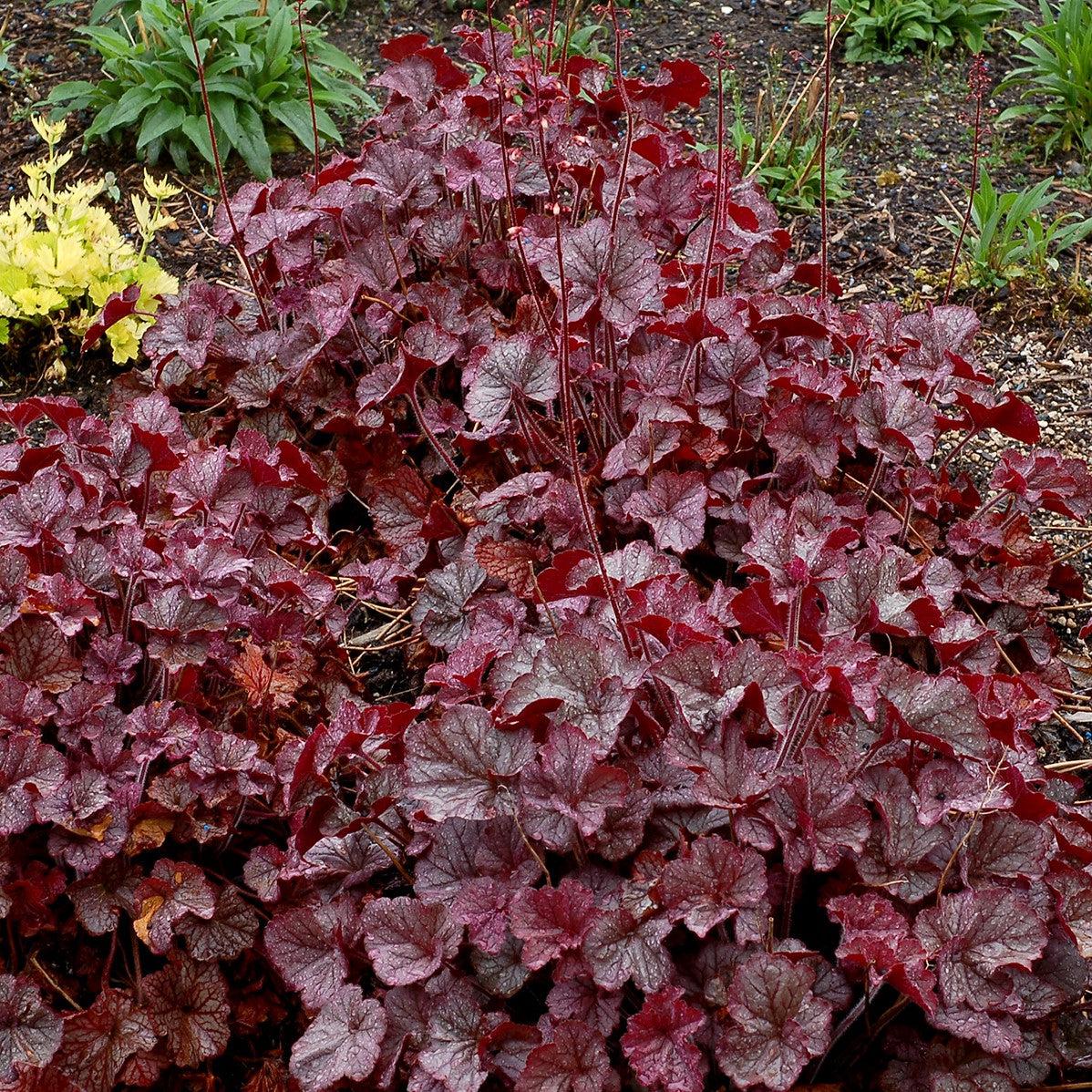 Heuchera x 'TNHEUNES' PP29632 ~ Northern Exposure™ Silver Heuchera-ServeScape