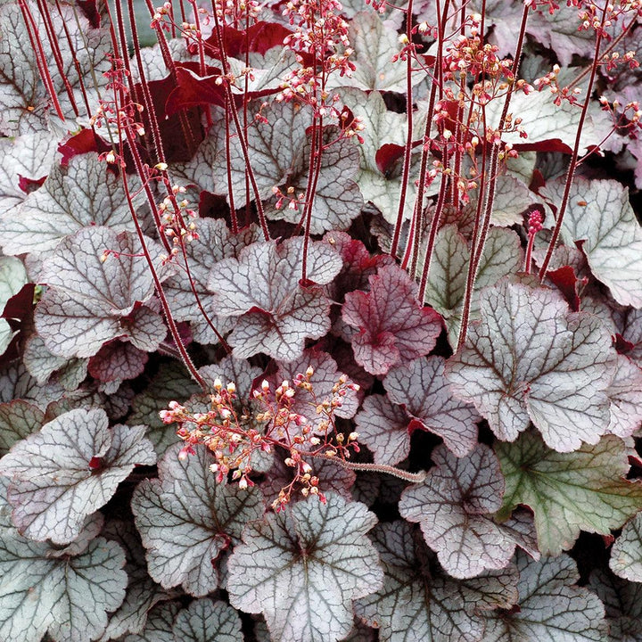 Heuchera x 'TNHEUNES' PP29632 ~ Northern Exposure™ Silver Heuchera-ServeScape