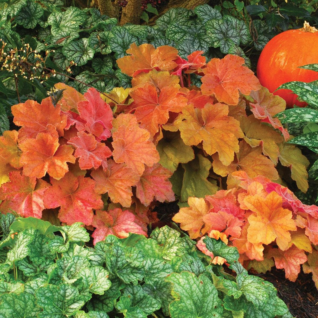 Heuchera 'Southern Comfort' ~ Southern Comfort Coral Bells, Heuchera-ServeScape