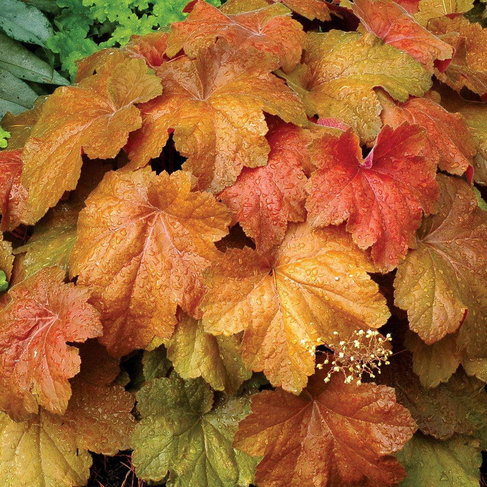 Heuchera 'Southern Comfort' ~ Southern Comfort Coral Bells, Heuchera-ServeScape