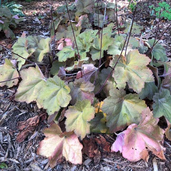 Heuchera 'Southern Comfort' ~ Southern Comfort Coral Bells, Heuchera-ServeScape